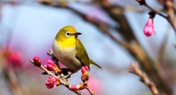 Uttarakhand 10 Best Places for Avid Bird Watchers