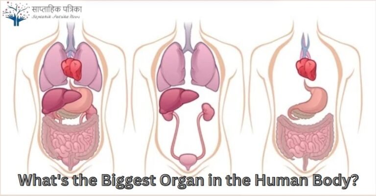 What's the Biggest Organ within the Human Body?