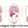 What's the Biggest Organ within the Human Body?