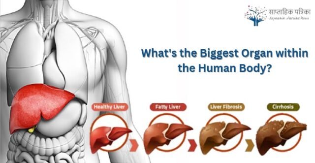 What's the Biggest Organ within the Human Body?