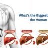 What's the Biggest Organ within the Human Body?