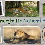 Bannerghatta National Park