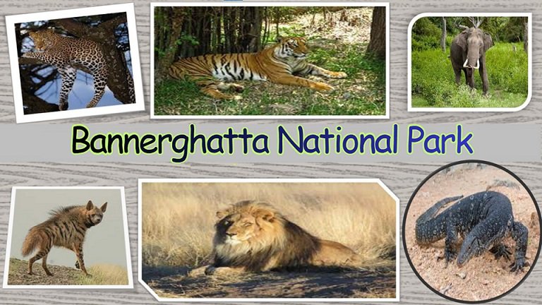 Bannerghatta National Park